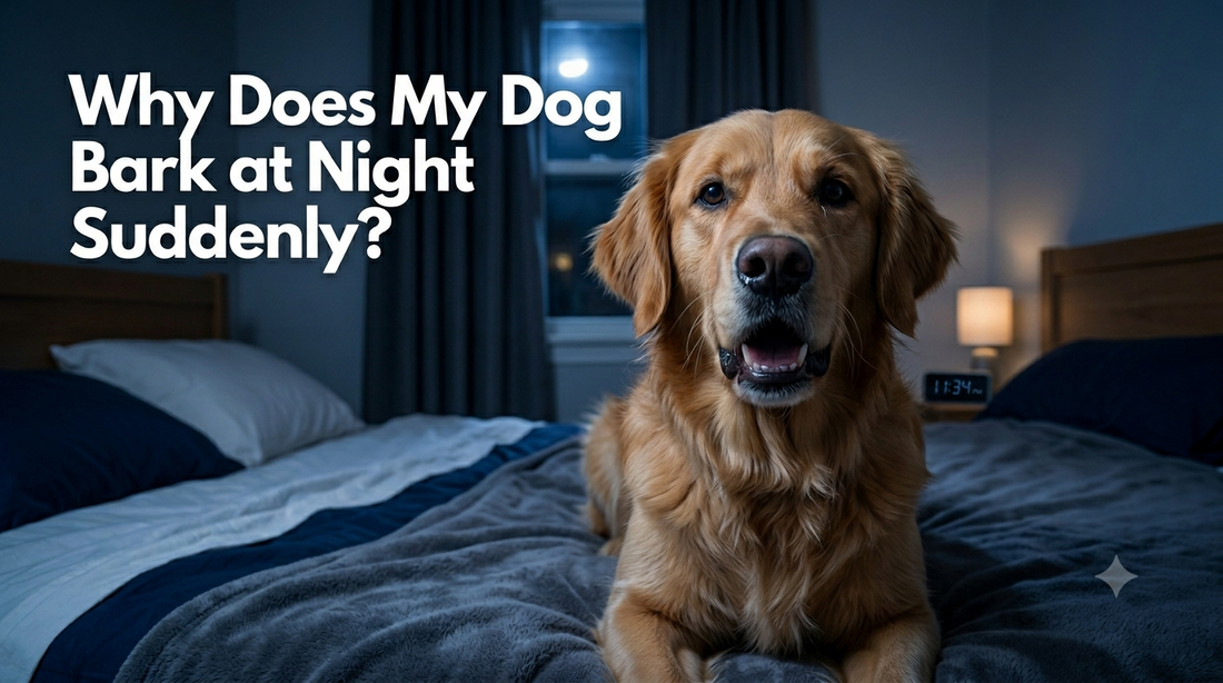 Why Does My Dog Bark at Night Suddenly?