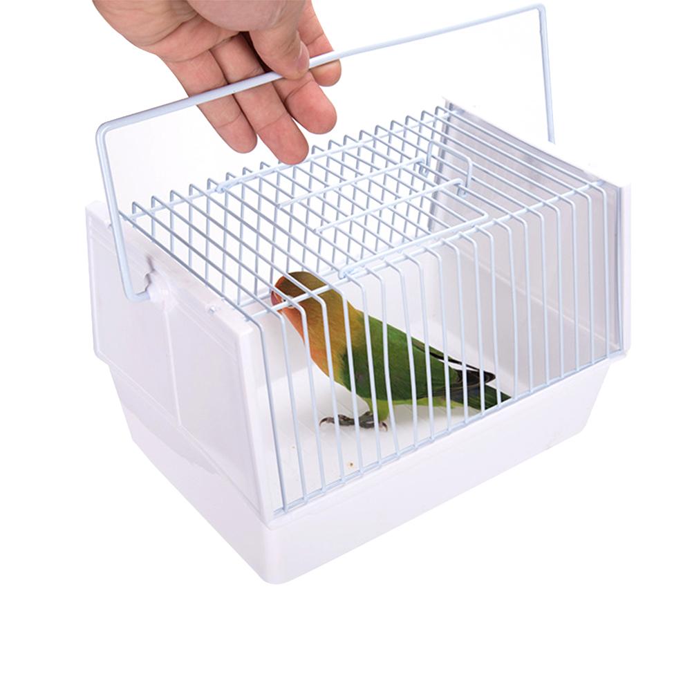 Adventure Outside The Cage – Safe Fun For Pet Birds!