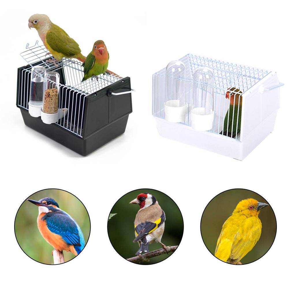 Adventure Outside The Cage – Safe Fun For Pet Birds!