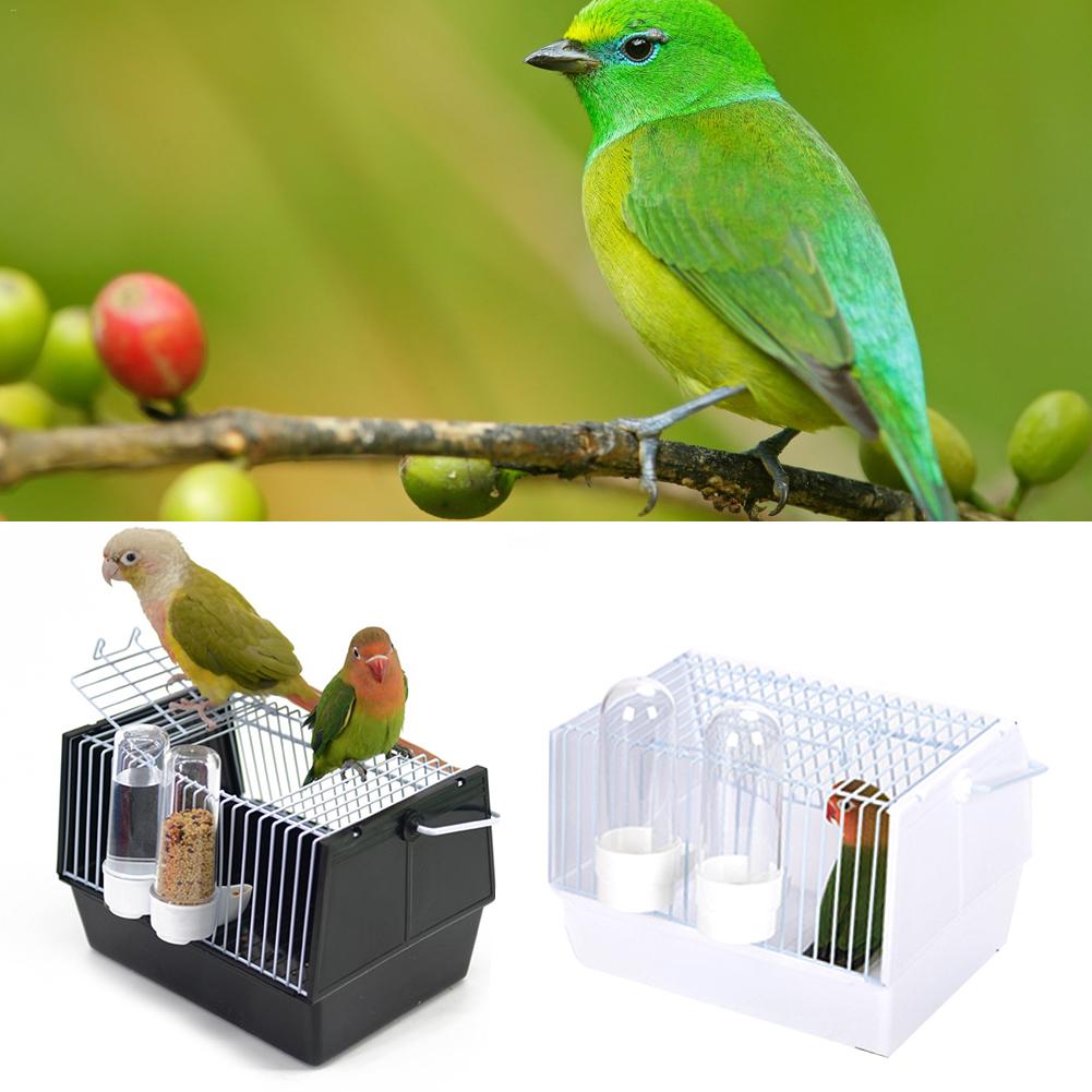 Adventure Outside The Cage – Safe Fun For Pet Birds!