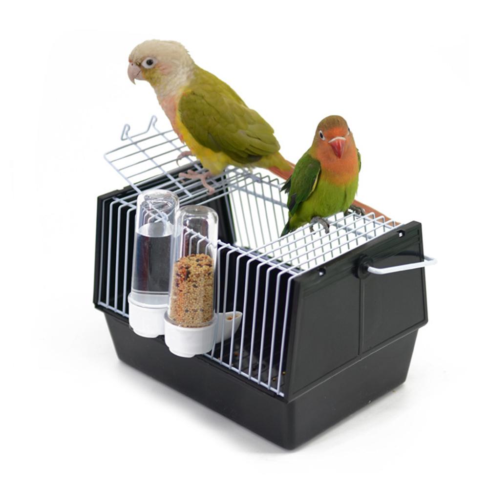 Adventure Outside The Cage – Safe Fun For Pet Birds!