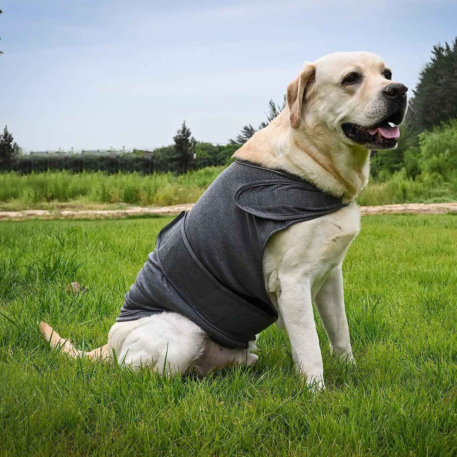 Calm Your Anxious Dog Instantly With This Thunder Vest!