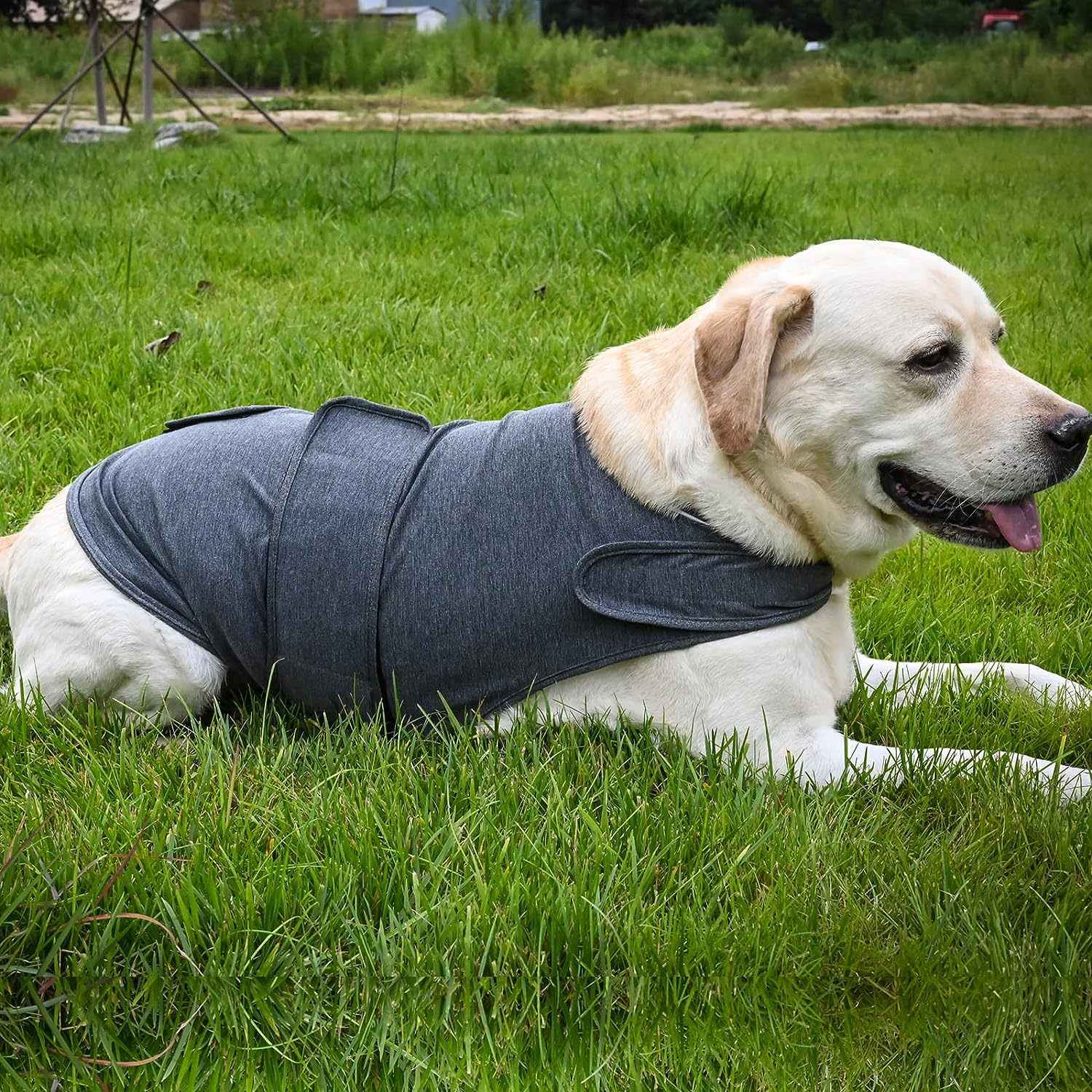 Calm Your Anxious Dog Instantly With This Thunder Vest!
